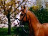 stallion Top Nonstop (German Riding Pony, 1991, from Nantano)
