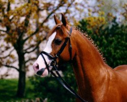 stallion Top Nonstop (German Riding Pony, 1991, from Nantano)