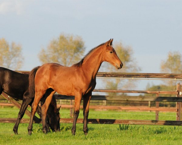 horse Gozarijke SB (KWPN (Royal Dutch Sporthorse), 2011, from Jazz)