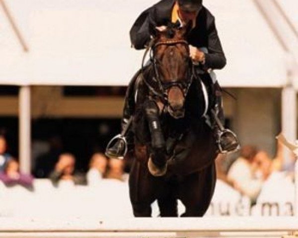 stallion Quilot Z (Oldenburg, 1992, from Quick Star)