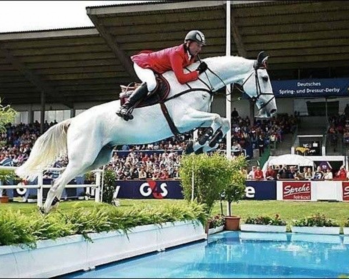 stallion Cool Man (Holsteiner, 1993, from Contender)