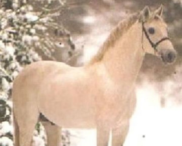 stallion Lansing (Holsteiner, 1986, from Landgraf I)