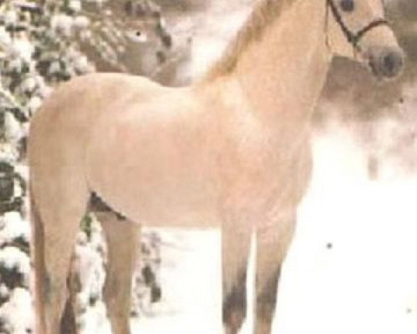 horse Lansing (Holsteiner, 1986, from Landgraf I)