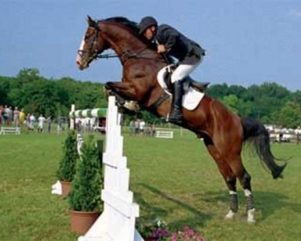 stallion Del Mar L (Westphalian, 1992, from Dinard L)
