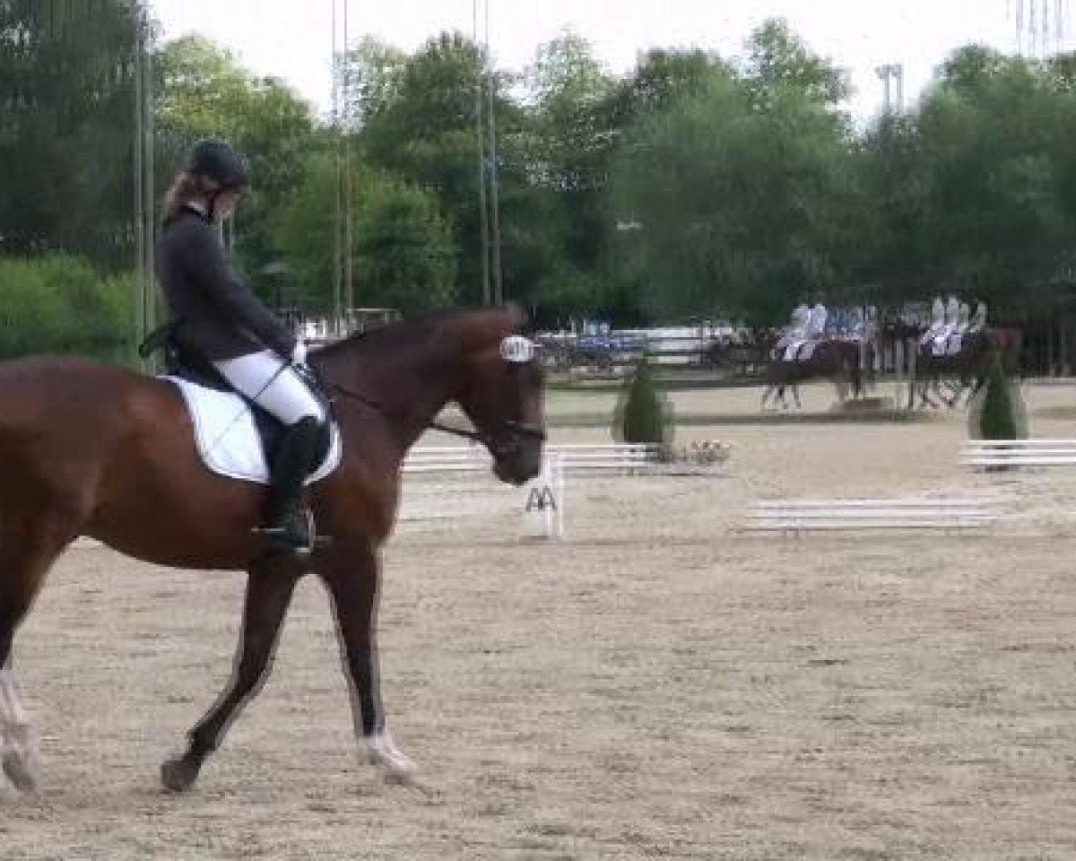 Dressurpferd Friedalina (Westfale, 2004, von Fürst Piccolo)