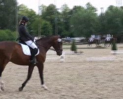 dressage horse Friedalina (Westphalian, 2004, from Fürst Piccolo)