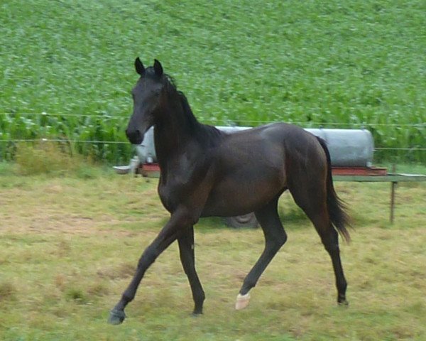 dressage horse Kamaro D (Westphalian, 2011, from Kostolany)