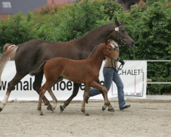 Dressurpferd Rosebud H (Westfale, 2007, von Rock Forever NRW)