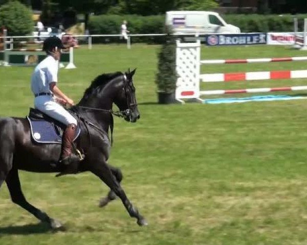 dressage horse Duchess Desiree (Oldenburg, 2005, from Don Primero)