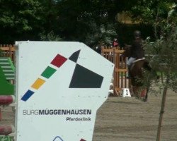 jumper Machiavelli T (German Riding Pony, 2007, from Mentos Charmeur)