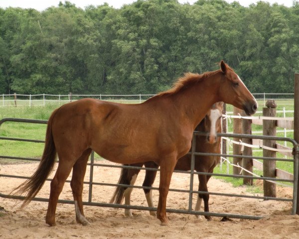 Pferd Savannah (Hannoveraner, 1992, von Silvio I)