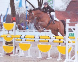 jumper Dusdy (Hanoverian, 1994, from Dynamo)