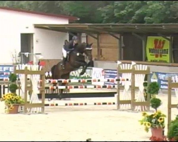 jumper First Choice 19 (Hanoverian, 2007, from For Edition)
