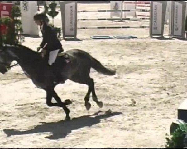 stallion Carisma 112 (Holsteiner, 2006, from Clearway)
