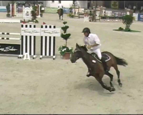 broodmare Sambaisi (Hanoverian, 2003, from Stakkato)