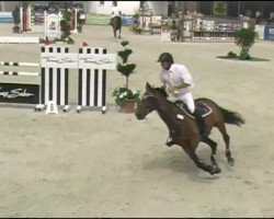 broodmare Sambaisi (Hanoverian, 2003, from Stakkato)