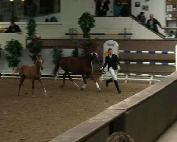 broodmare Die Feine Dame (Westphalian, 2005, from Der feine Lord AT)