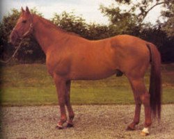 stallion Red God xx (Thoroughbred, 1954, from Nasrullah xx)