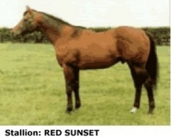 stallion Red Sunset xx (Thoroughbred, 1979, from Red God xx)