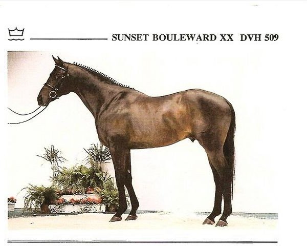 stallion Sunset Boulevard xx (Thoroughbred, 1984, from Red Sunset xx)