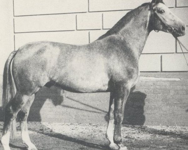 stallion Westwind (Hanoverian, 1970, from Waidmannsdank xx)
