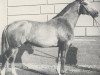 stallion Westwind (Hanoverian, 1970, from Waidmannsdank xx)