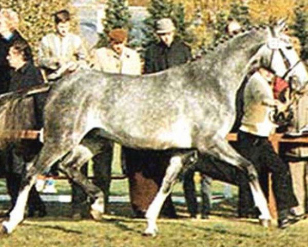 horse Westwall (Hanoverian, 1984, from Westwind)