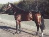 stallion Coleo (Holsteiner, 1993, from Contender)