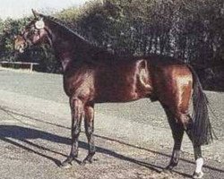 Deckhengst Coleo (Holsteiner, 1993, von Contender)