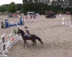 broodmare Valentina (German Riding Pony, 1982, from Valentino)