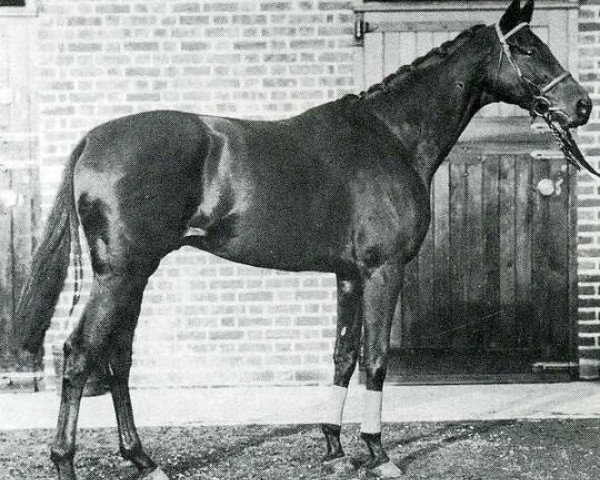 stallion Asterus xx (Thoroughbred, 1923, from Teddy xx)