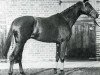 Pferd Asterus xx (Englisches Vollblut, 1923, von Teddy xx)