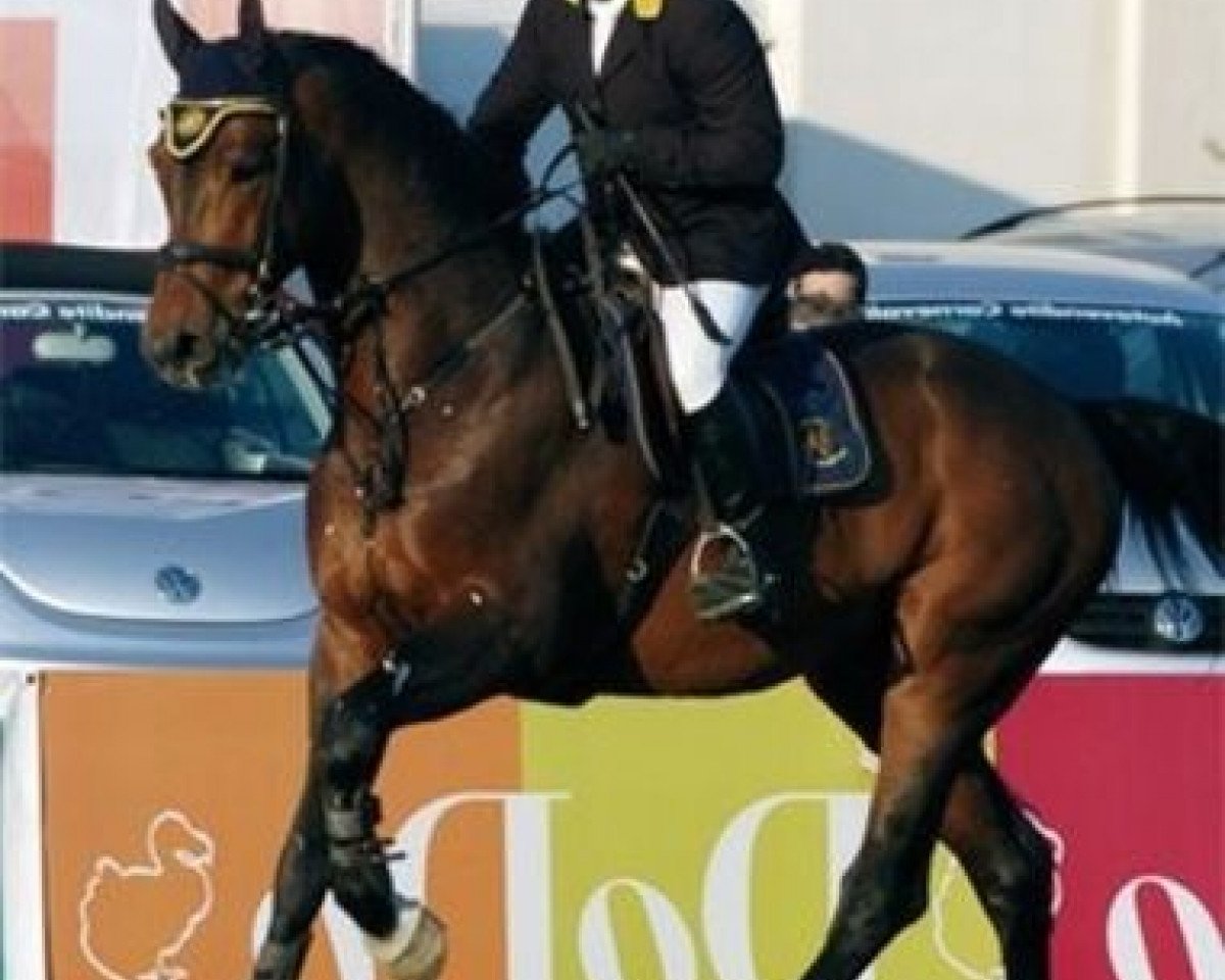 stallion Cosino B (Bavarian, 1998, from Cosinus B)