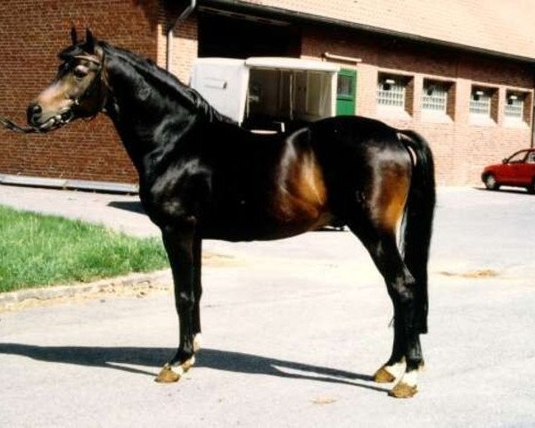 stallion Nansen (German Riding Pony, 1976, from Nalet 1967 ox)