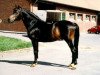 stallion Nansen (German Riding Pony, 1976, from Nalet 1967 ox)