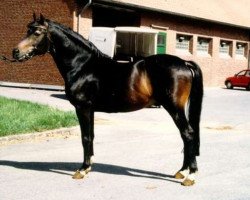 Deckhengst Nansen (Deutsches Reitpony, 1976, von Nalet 1967 ox)