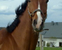 jumper Red Devil 12 (Hessian Warmblood, 2002, from Rosenfürst N)