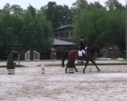 dressage horse Faisal Abduhl (Hanoverian, 2002, from Fabriano)