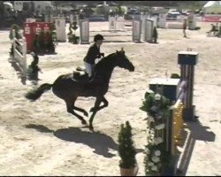 jumper Lagraferno (Austrian Warmblood, 2006, from Lapollo)