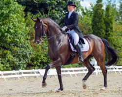 stallion Steven King (Hanoverian, 2004, from Stedinger)