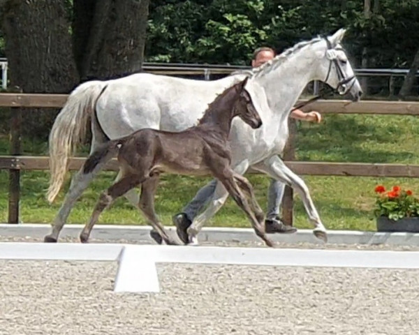 dressage horse Diabolo Royal (Westphalian, 2022, from Danone 4)