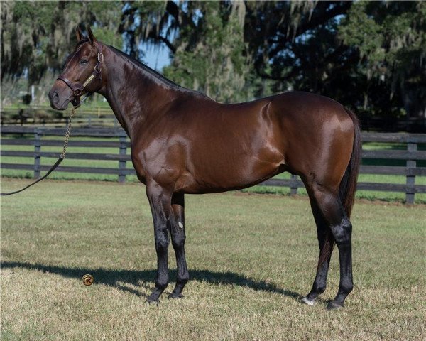 stallion Greenpointcrusader xx (Thoroughbred, 2013, from Bernardini xx)