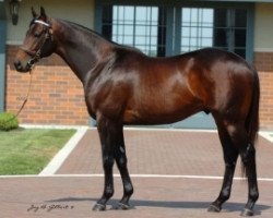 stallion Bernardini xx (Thoroughbred, 2003, from A. P. Indy xx)