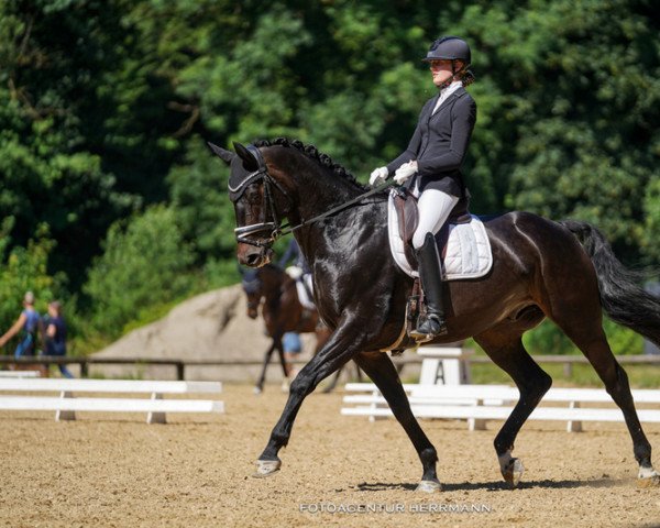 dressage horse Rendezvous S 3 (Bavarian, 2013, from Ritz Carlton)