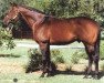 stallion Is It True xx (Thoroughbred, 1986, from Raja Baba xx)