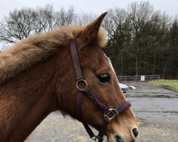 horse Endy 7 (KWPN (Royal Dutch Sporthorse), 1996, from Elegant)