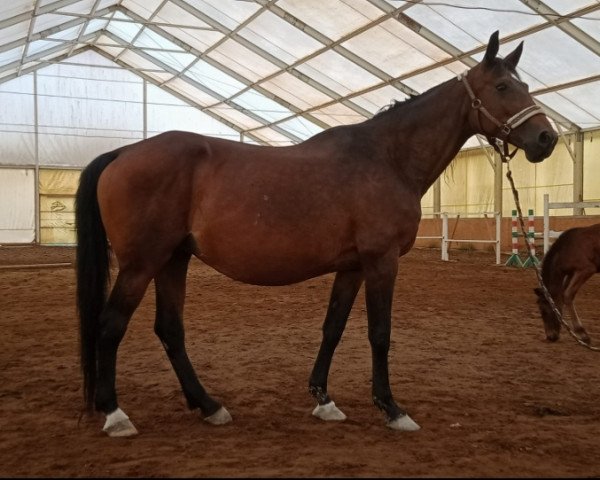 broodmare Vasusa (Russian Trakehner,  , from Sapad)