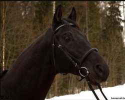 stallion Brest (Russian Trakehner,  , from Trostnik)