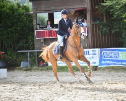 jumper Kyandro 2 (KWPN (Royal Dutch Sporthorse), 2015, from Emilion)