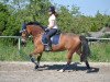 dressage horse New York (German Riding Pony, 2006, from Top Nonstop)